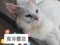 -藏猫猫咖啡主题馆(中央大道店)