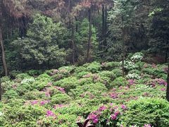 -金水泊山庄·花椒鸡(铁山坪店)