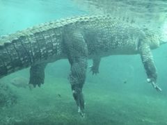 -悉尼海洋生物水族馆