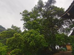 -杨家堂村