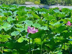 -莲花池公园