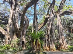 -瑞丽独树成林风景区
