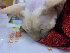 -萌兽医馆·绝育·24小时内科·宠物医院(德胜店)