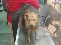 -PETKIT小佩宠物·低压洗护(国顺东路店)