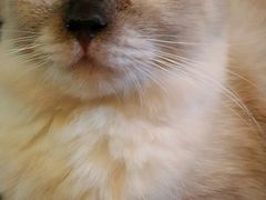 -李小姐の猫咖啡馆(五角场店)