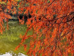 -深圳仙湖植物园