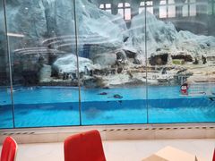 -帝企鹅自助餐厅•儿童岛•真企鹅(长隆企鹅酒店)