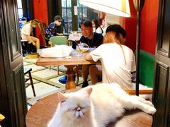 -猫色咖啡·猫咖