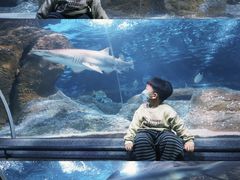 -大连圣亚海洋世界