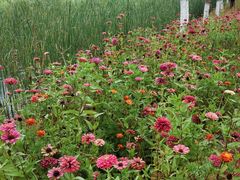 -永定河休闲森林公园