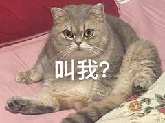 -东方名猫馆·英短金渐层布偶猫舍(环线广场1号楼店)