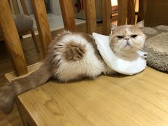 -滚猫咖啡·猫咖·猫友好撸猫(未来城店)