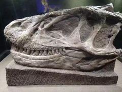 -自贡恐龙博物馆