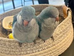 -吉丁鸟咖·异宠·寄养