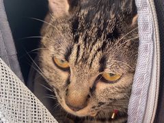 -瑞派·关忠动物医院猫科外科·异宠·24小时转诊中心(祥云店)