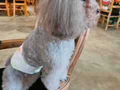 -more than meow吴止猫主题餐厅(承德 中船汇店)