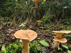 -塞罕坝国家级自然保护区