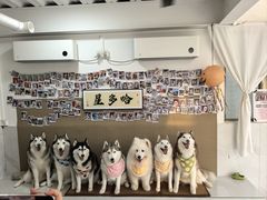 -星多哈·狗咖·拼豆·咖啡