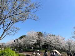 -径山花海