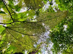 -莫里热带雨林景区