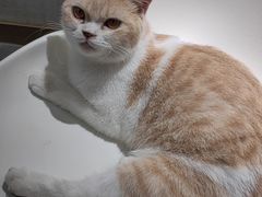 -飞行喵MR PILOT|猫舍·猫咖(静安大融城店)
