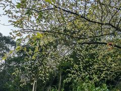 -梧桐山风景名胜区