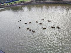 -海珠湖公园