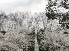 -武汉大学-樱园