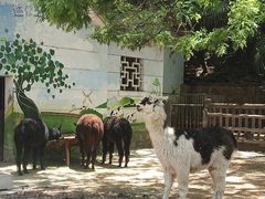 -昆明动物园