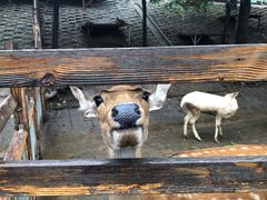 -北京鹿世界主题园