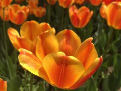 -长春公园(普阳街道)