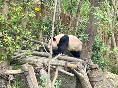 -都江堰中华大熊猫苑