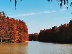 -上海海湾国家森林公园