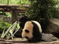 -都江堰中华大熊猫苑
