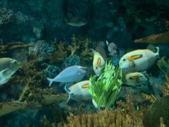 -上海海洋水族馆