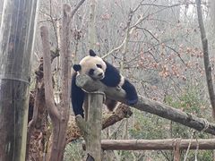 -都江堰中华大熊猫苑