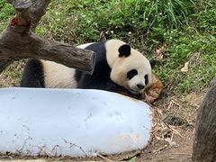 -广州长隆野生动物世界