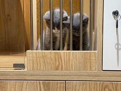 -老吴的猫·猫舍(新区店)