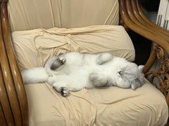 -宠颐生动物医院·猫科·心脏科(海口分院)