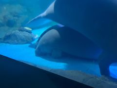 -烟台海昌鲸鲨海洋公园