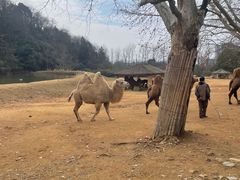 -杭州野生动物世界