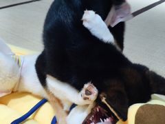 -逗柴咖啡屋·狗咖猫咖宠物桌游