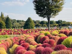 -花开海上生态园