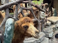 -长鹿旅游休博园