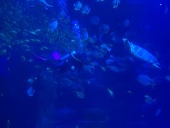 -太平洋海底世界