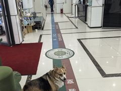 -派美特宠物医院·核磁CT·骨科肿瘤·疑难转诊(沈农禾丰店)