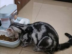 -客栈猫舍(中央北路店)