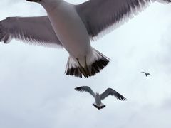 -海驴岛(荣成市)