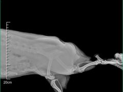 -爱妮康宠物医院·干细胞免疫细胞·肿瘤·心脏(张江店)