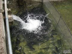 虹鳟鱼-北京水岸山吧度假村(雁栖镇店)